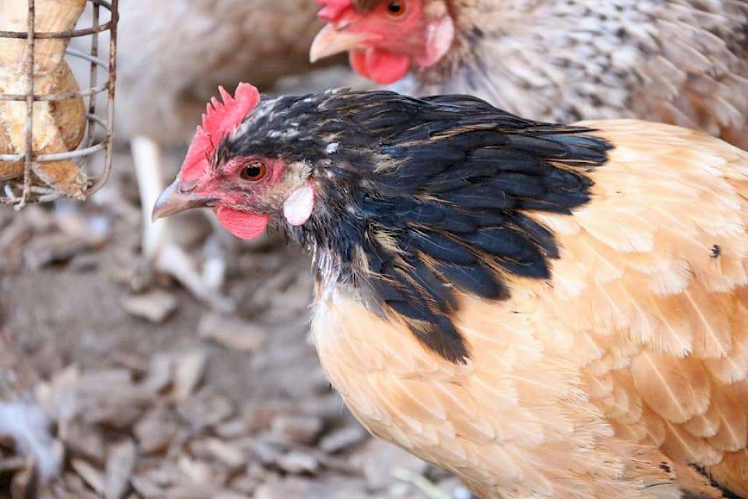 chickens for mobile petting zoo in suffolk