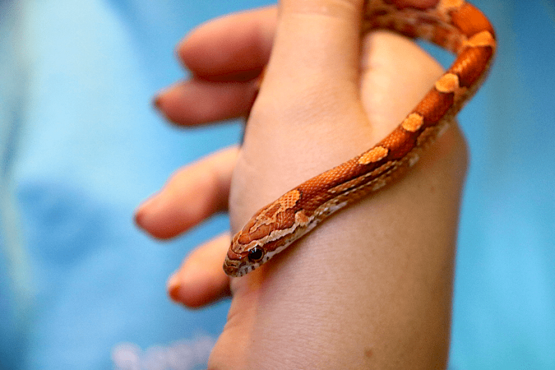 Corn Snake at a mobile petting zoo in norfolk