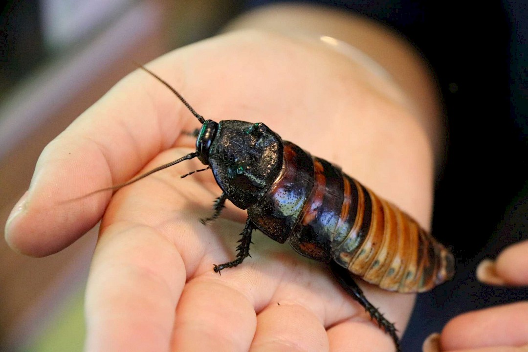 Madagascar Hissing Cockroaches love to be handled at our children's parties in essex