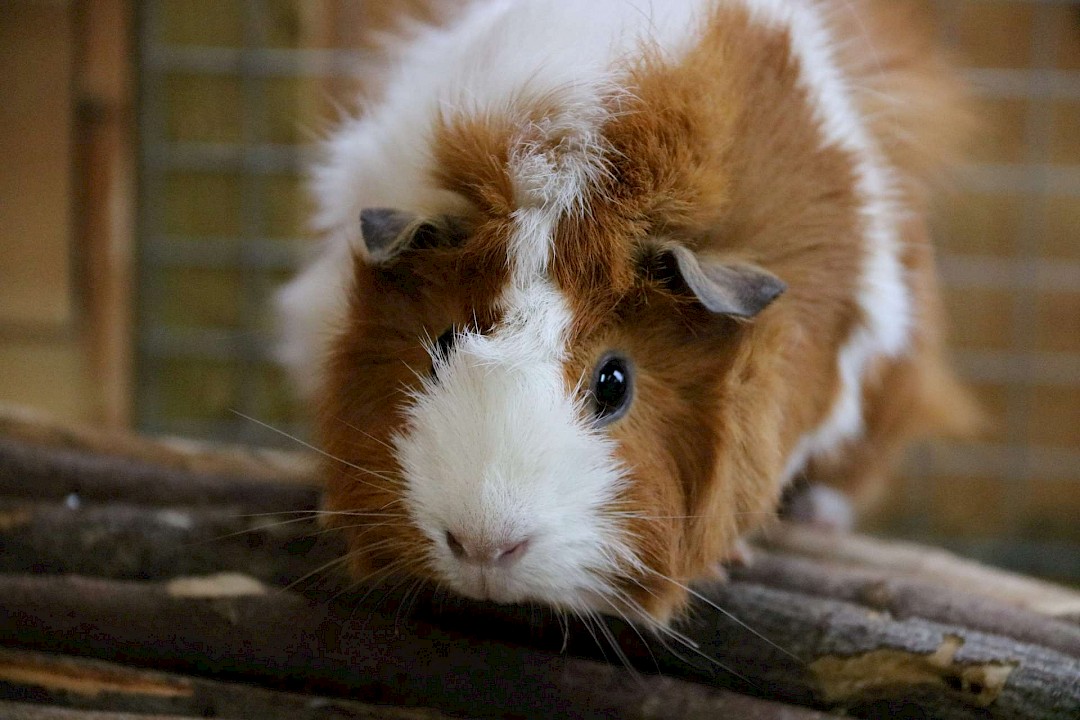 Mollie the Guinea Pig
