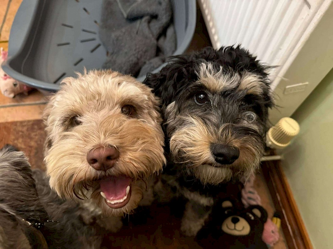 animal assisted therapy suffolk