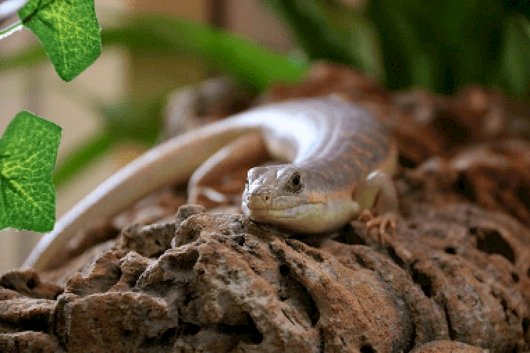 Berber Skink for an animal party in Norfolk