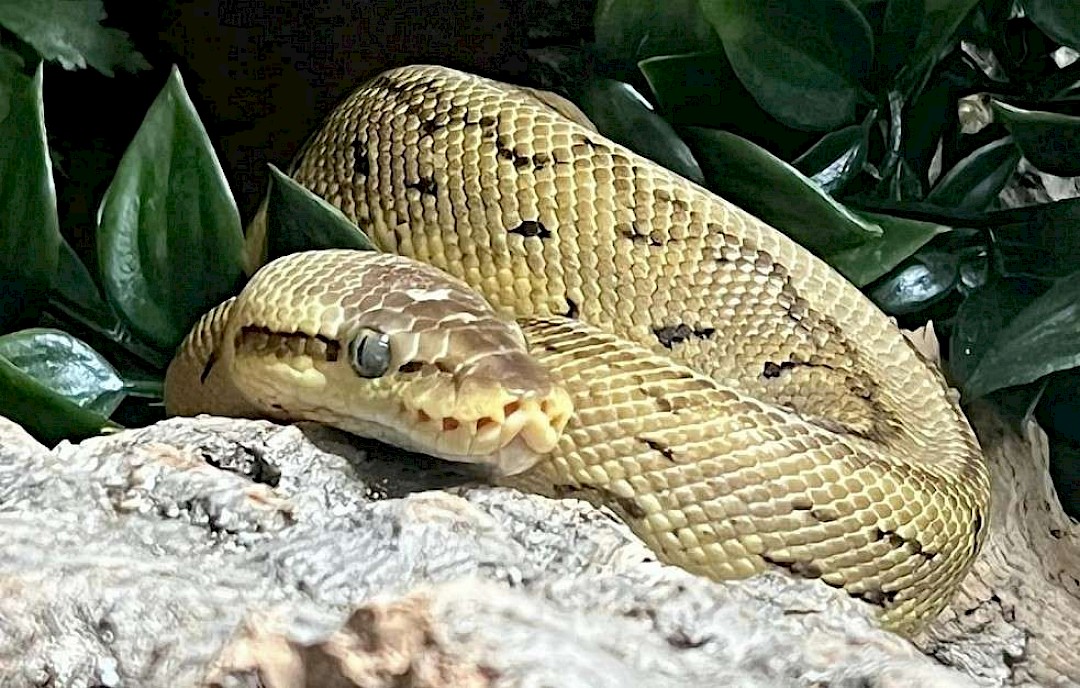 Royal Pythons, animal party in suffolk