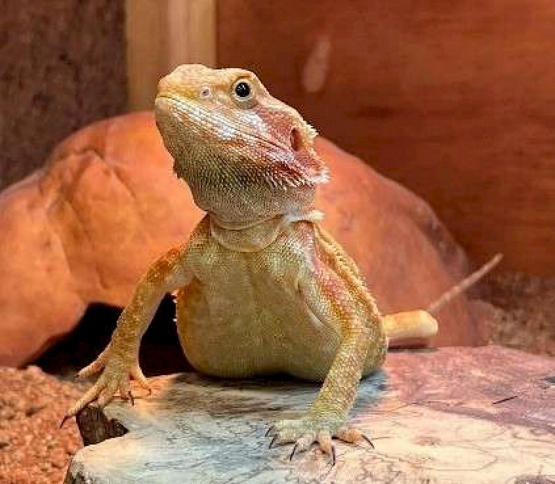 Bearded Dragons for animal party in Suffolk