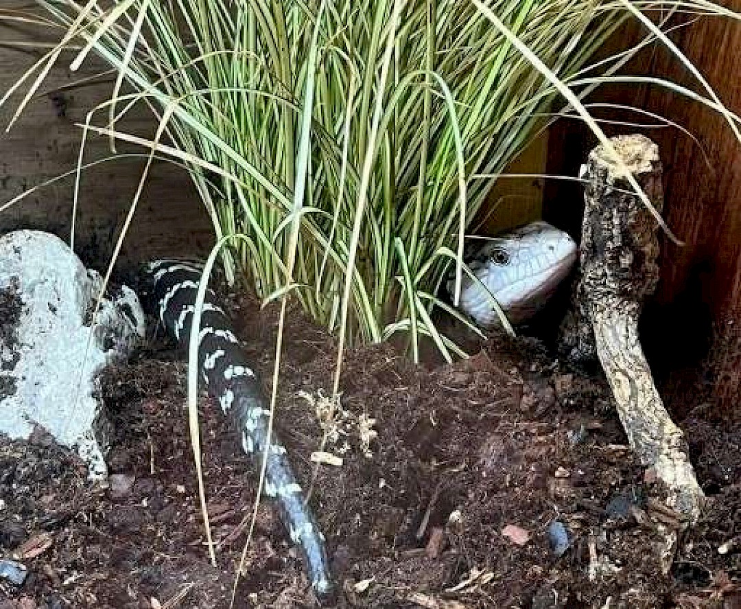 Blue Tongued Skink for animal party in norfolk