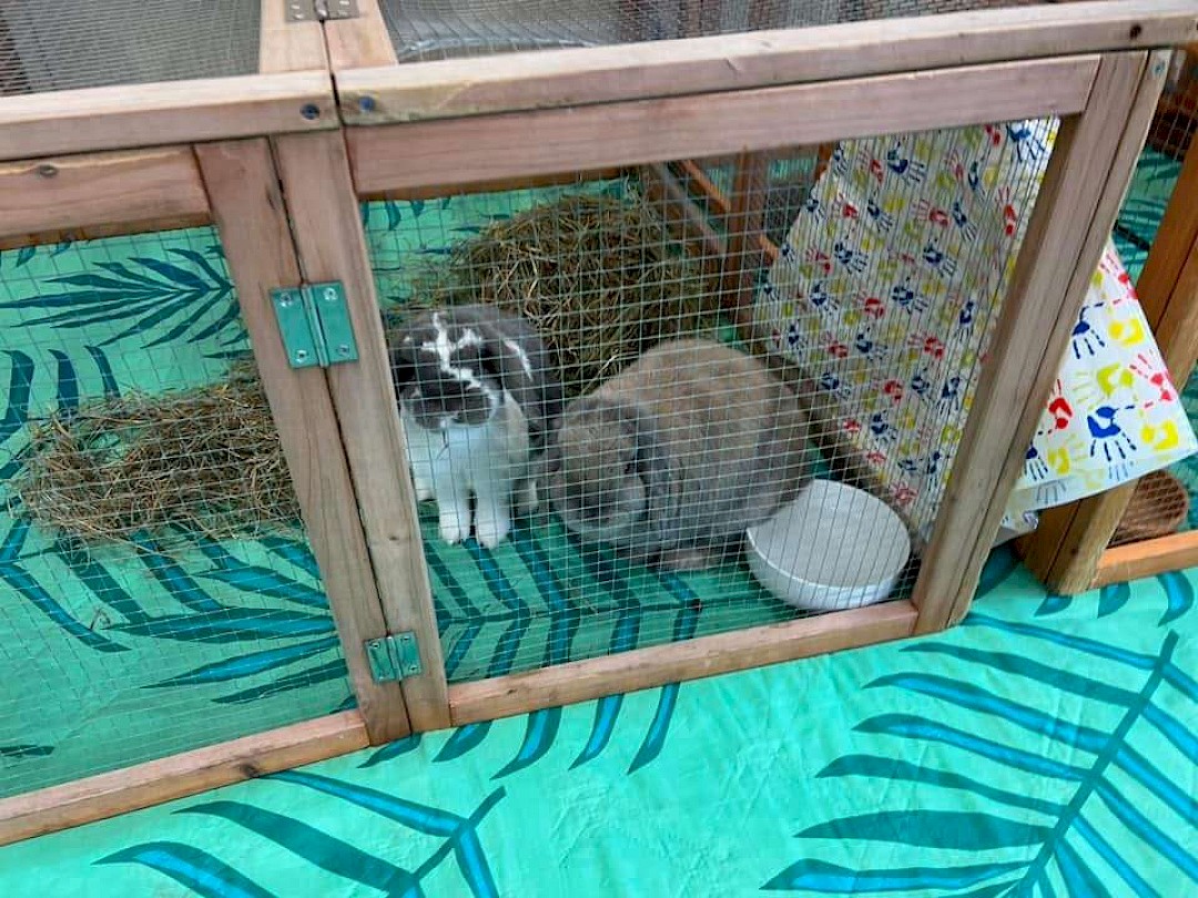 Rabbits for animal party