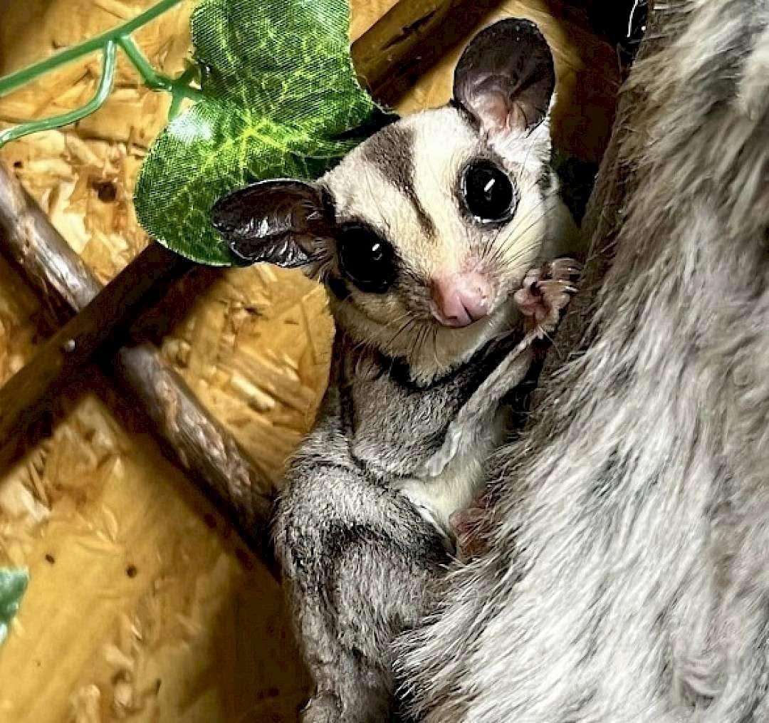 mobile petting zoo sugar gliders