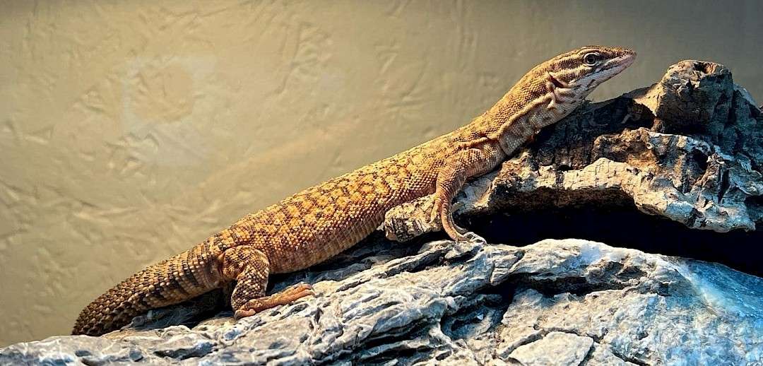 Ackie Monitor Lizards, mobile petting zoo suffolk