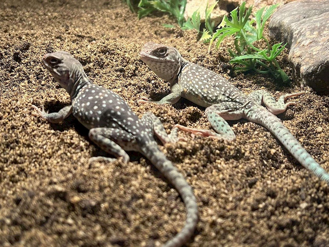 Blue Collared Lizards for animal party in suffolk