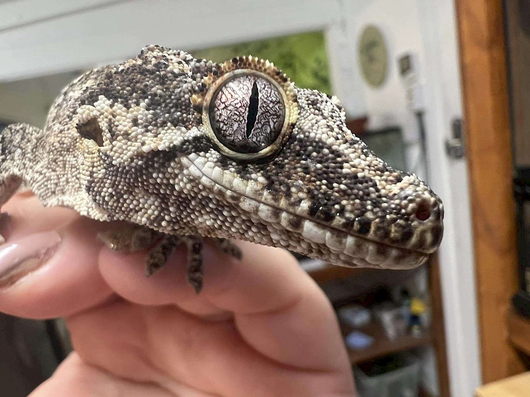 Gargoyle Gecko at a animal party in essex