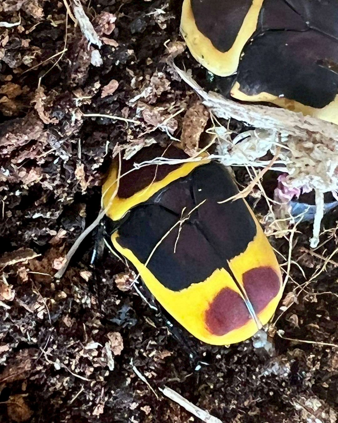 Sun Beetles at mobile petting zoo in norfolk