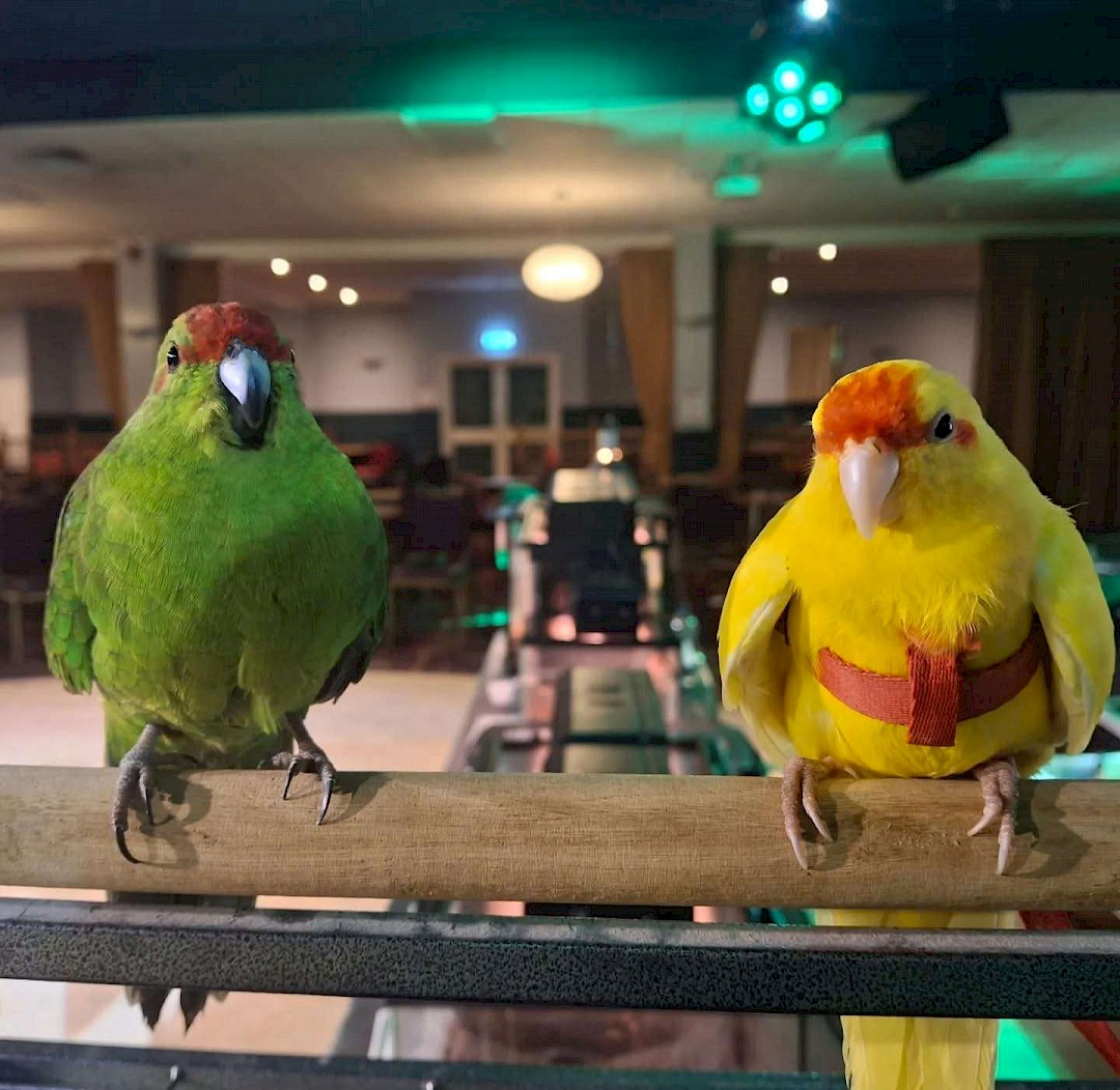 kakariki for a animal party in norfolk