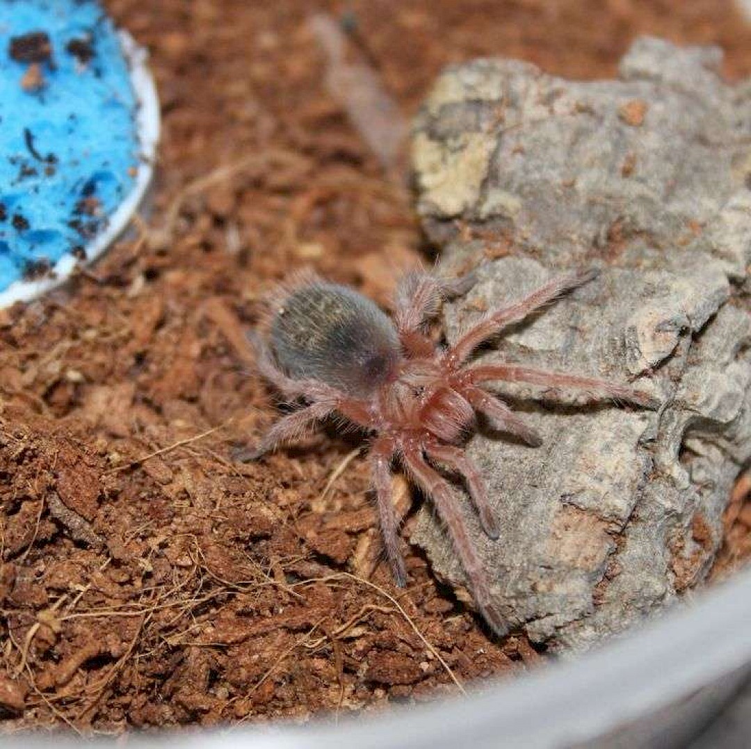 Chilean Rose Tarantula, mobile petting zoo in essex