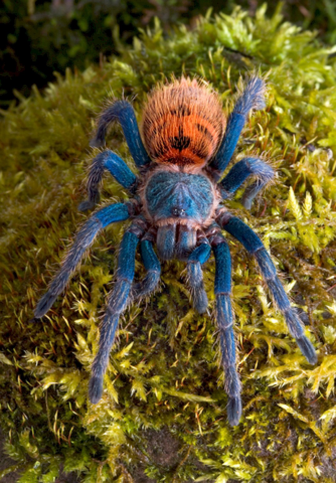 Green Bottle Blue Tarantula at a animal party in norfolk