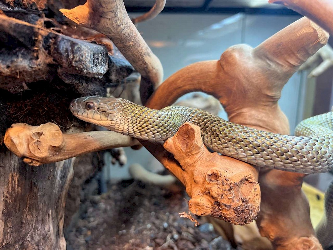 Japanese Rat Snake for a animal party suffolk