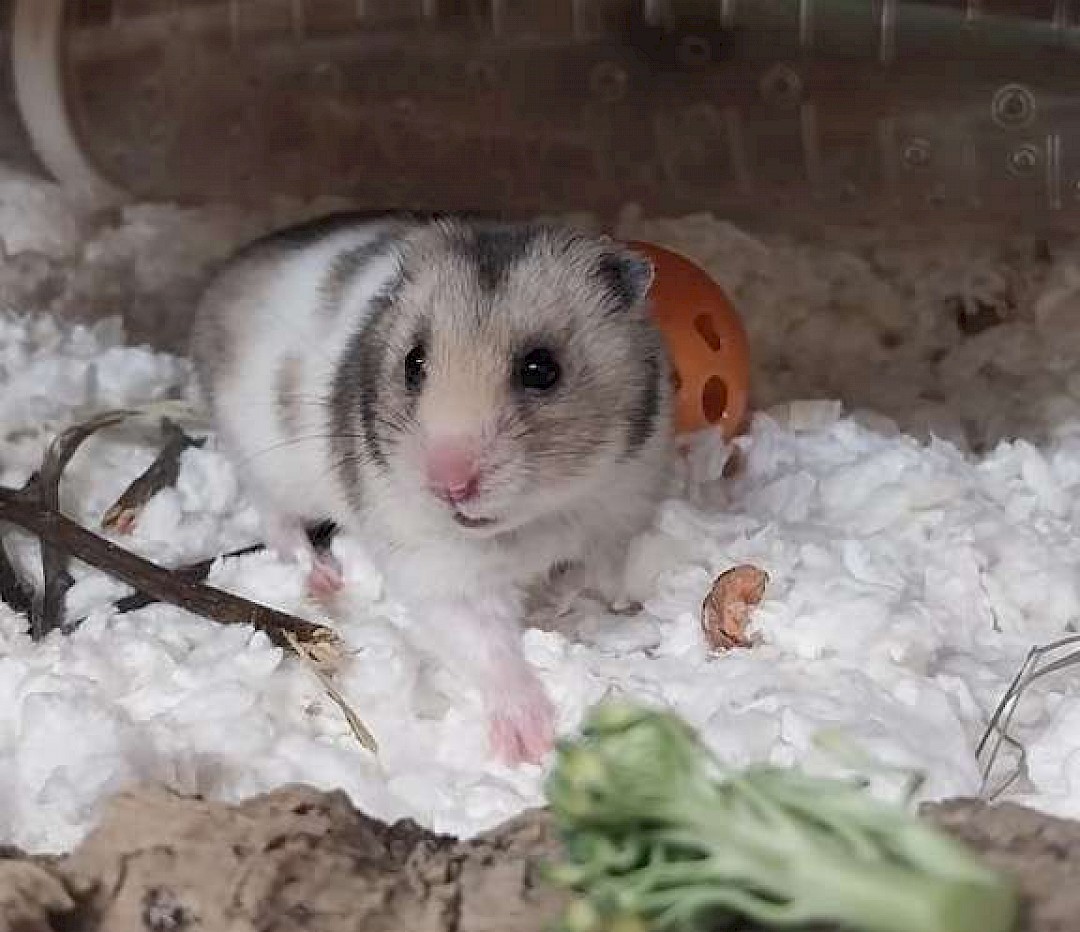 syrian hamster suffolk