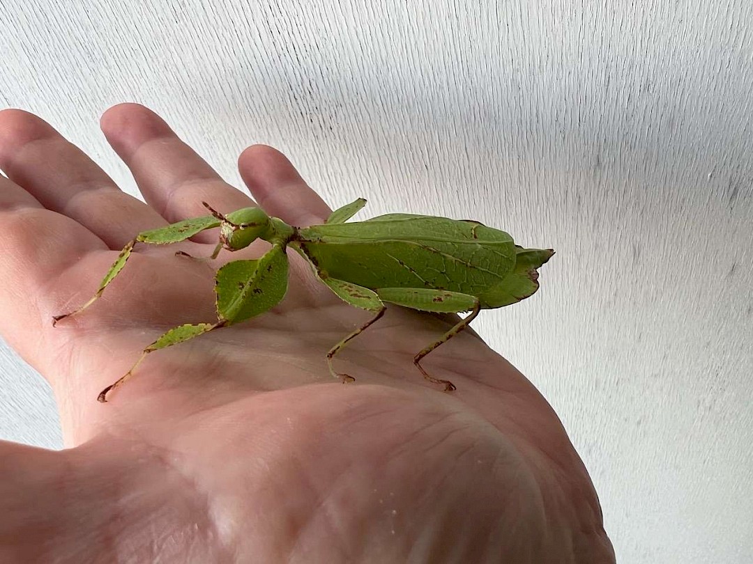 Leaf Insects at a moble petting zoo in essex