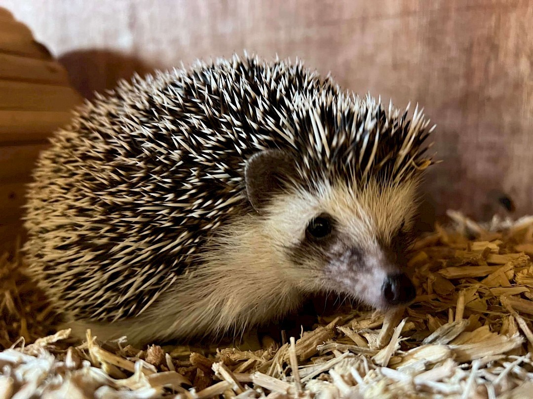 mobile petting zoo suffolk