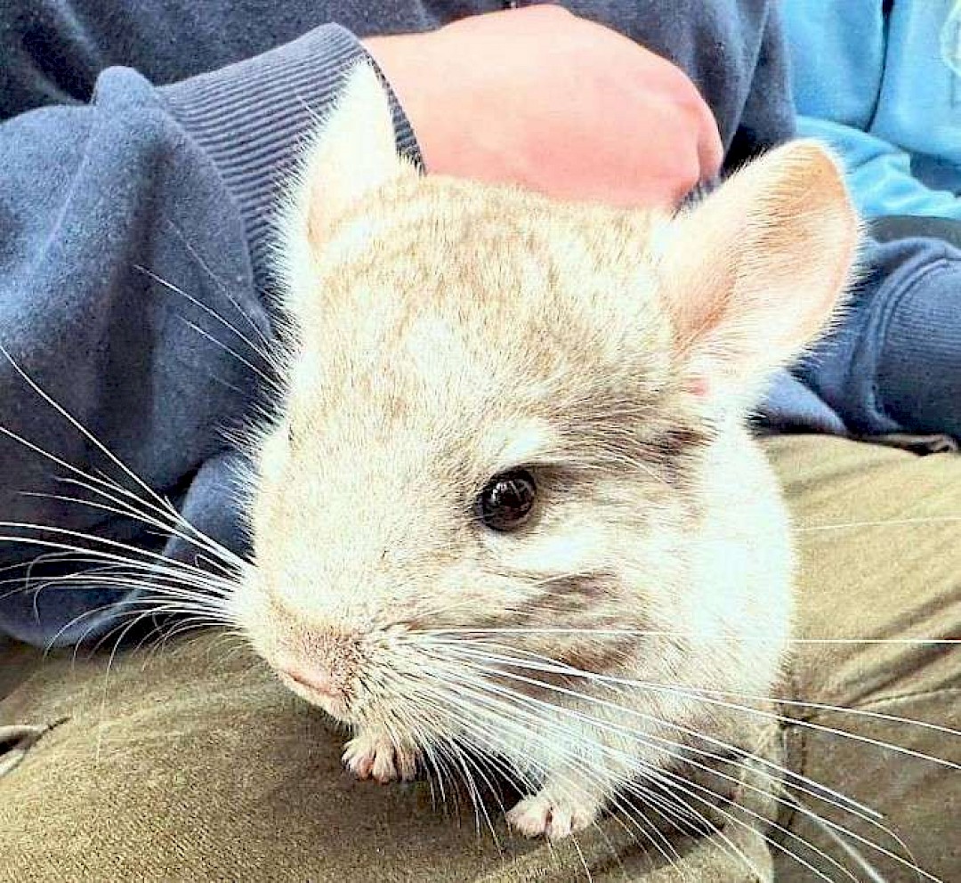 animal party in norfolk with Chinchillas