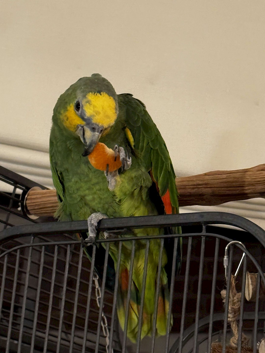 Orange Winged Amazon Parrot, animal party suffolk