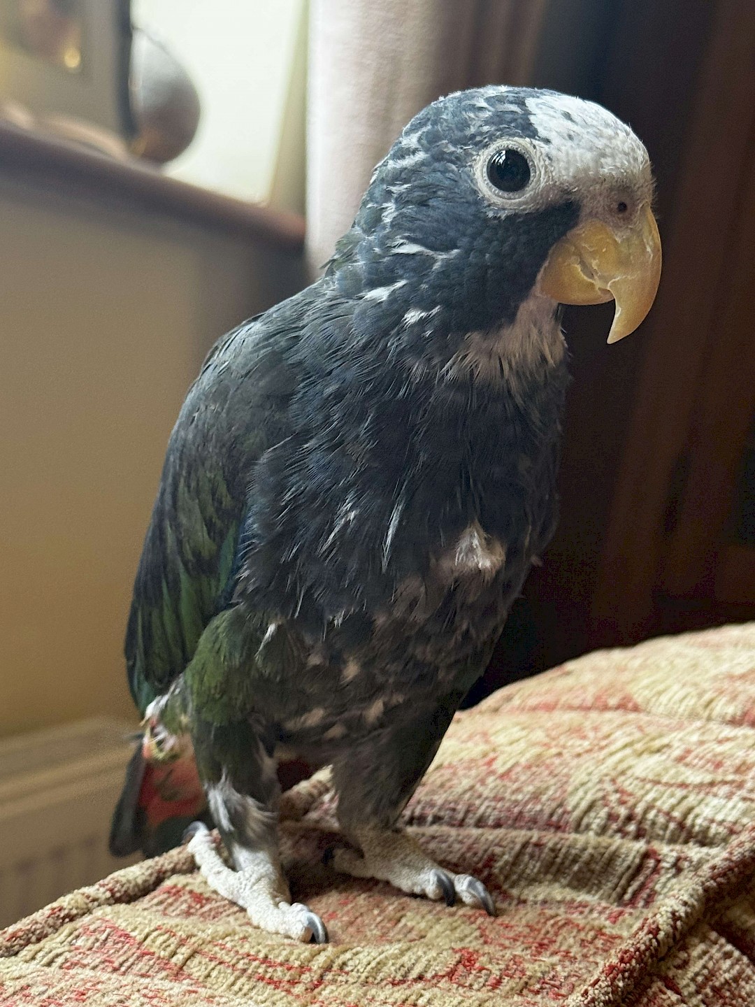 mobile petting zoo norfolk