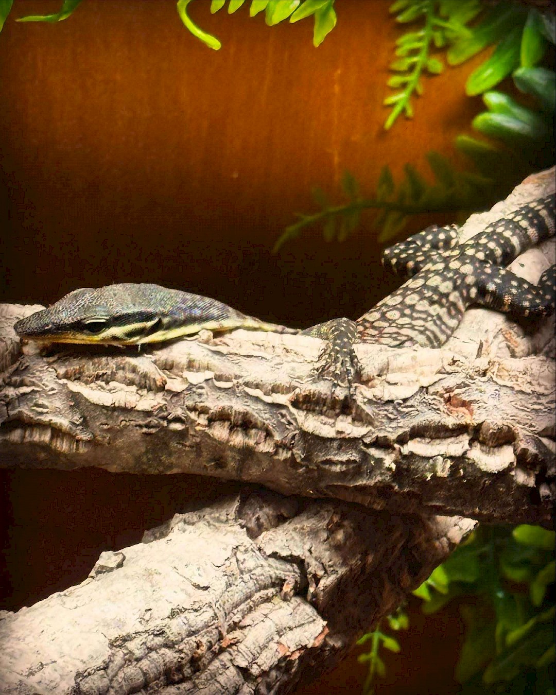 Kimberly Rock Monitor Lizard for animal parties in norfolk