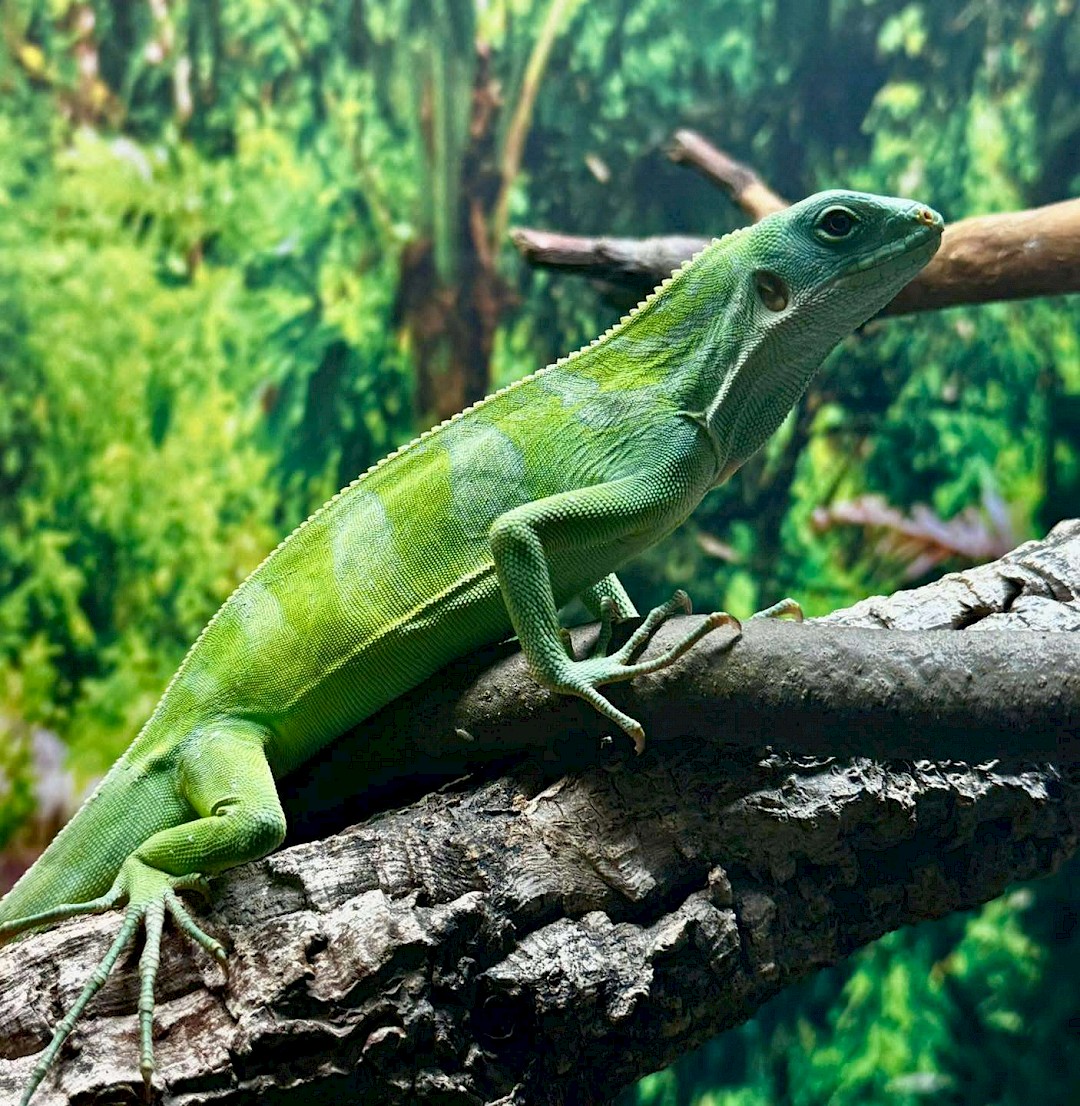 Fiji Banded Iguana, mobile petting zoo in suffolk
