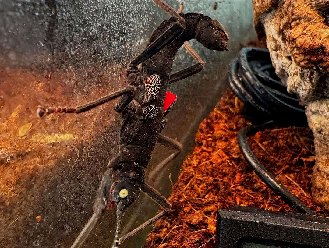 black beauty stick insect at a animal party in suffolk