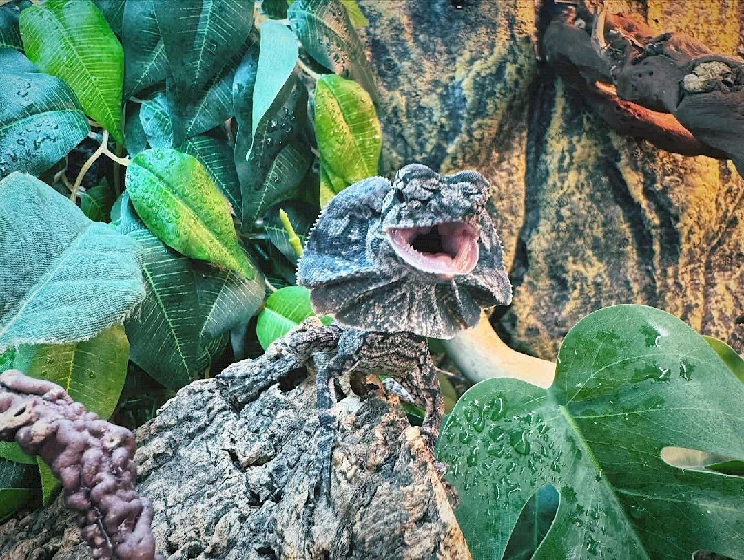 Frilled Lizard for animal party in Essex