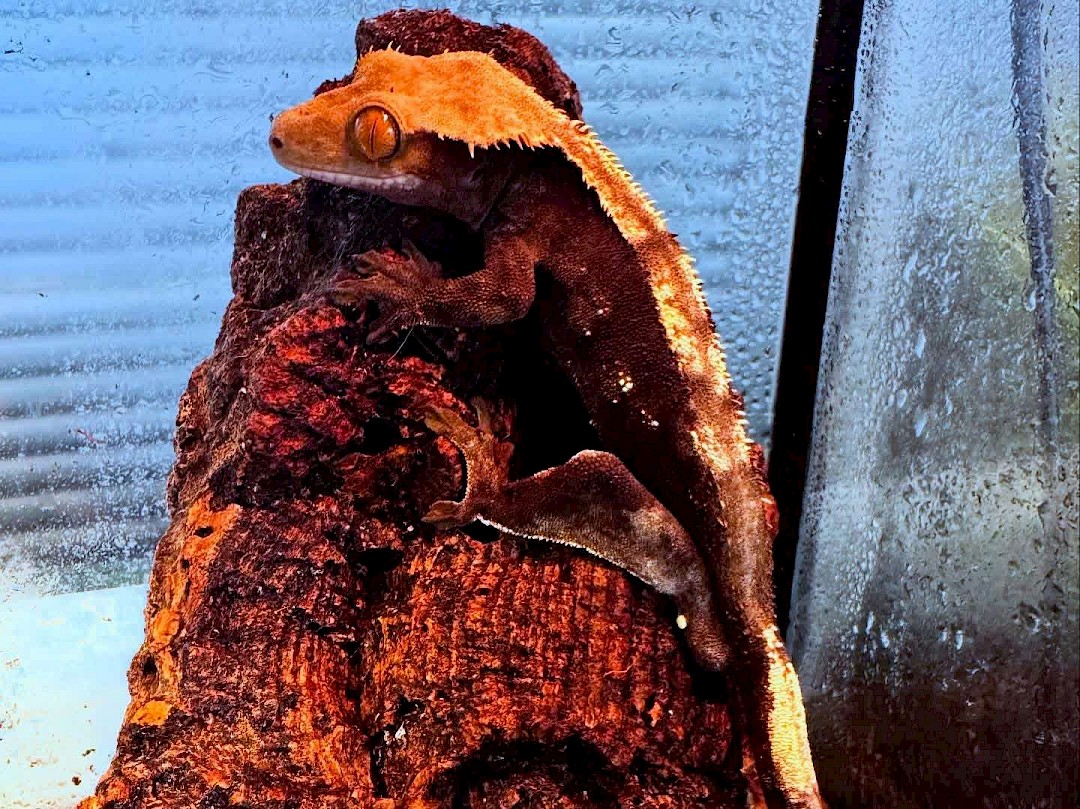 Crested gecko for an animal party in norfolk