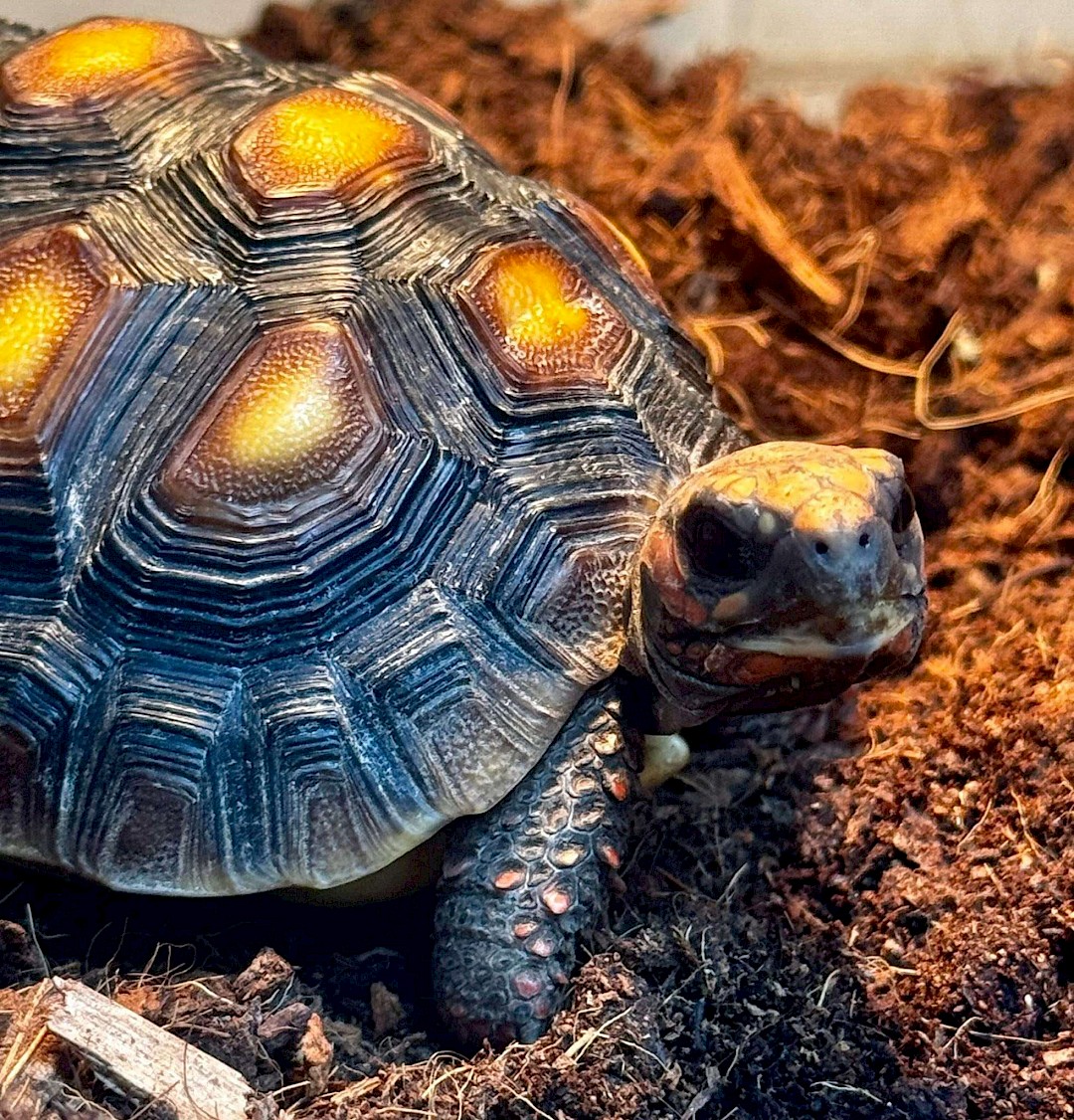 Red Footed Tortoise at a animal party in essex