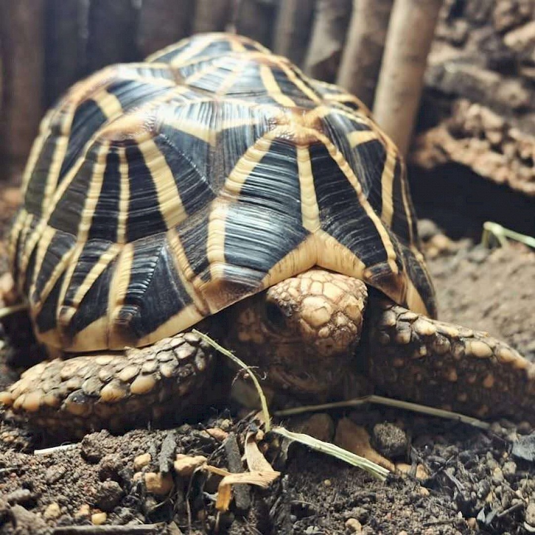 Indian Star Tortoise, animal assisted therapy in Suffolk
