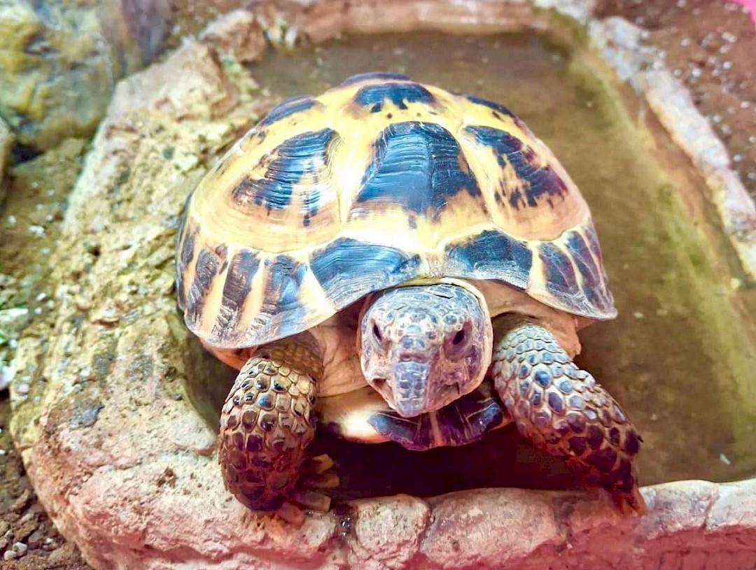 Horsefield Tortoise at a mobile petting zoo in norfolk
