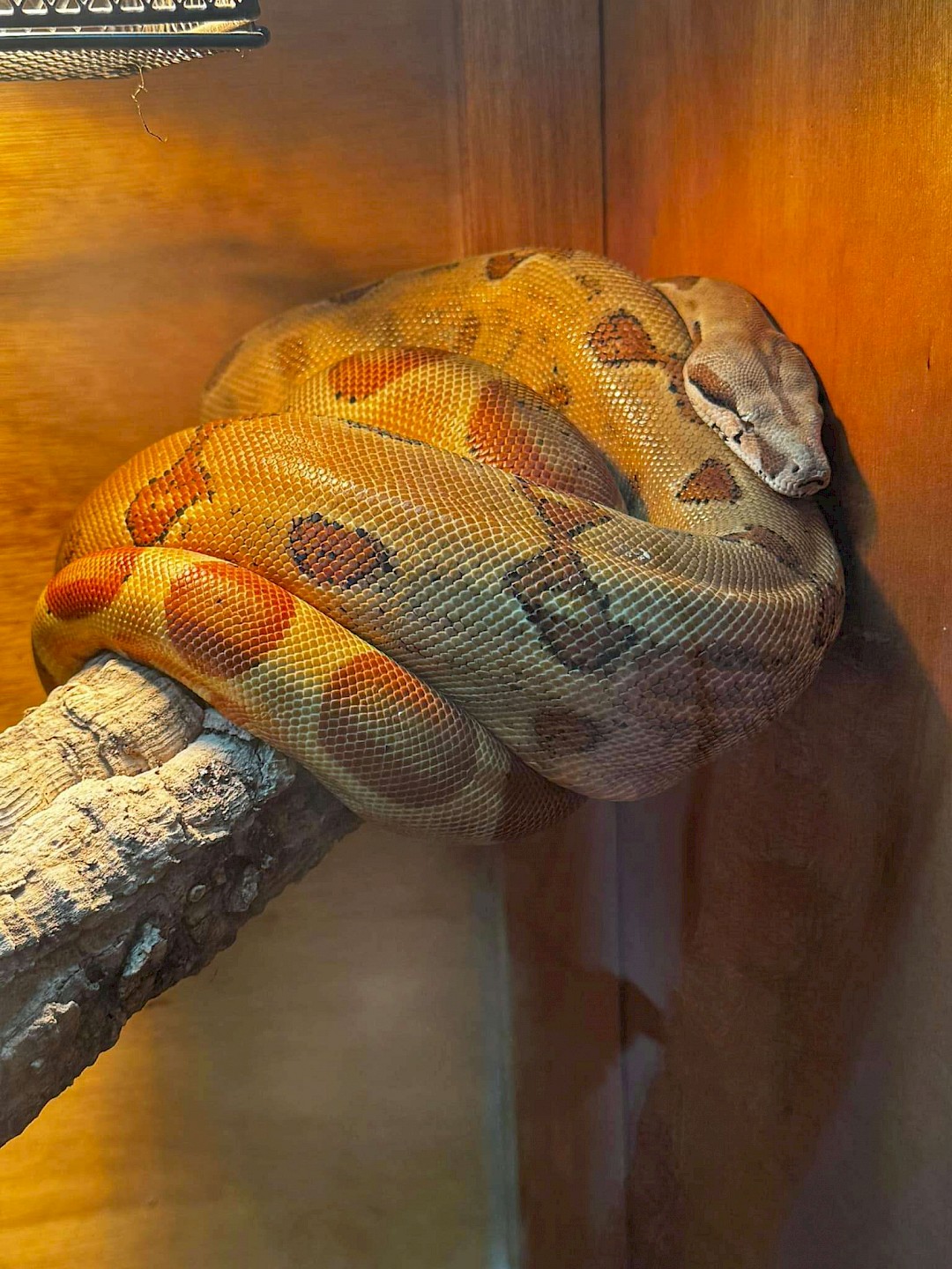 Boa Constrictor, mobile petting zoo in essex
