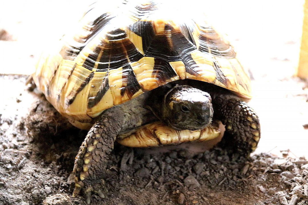 Hermann’s Tortoise at a mobile petting zoo in suffolk