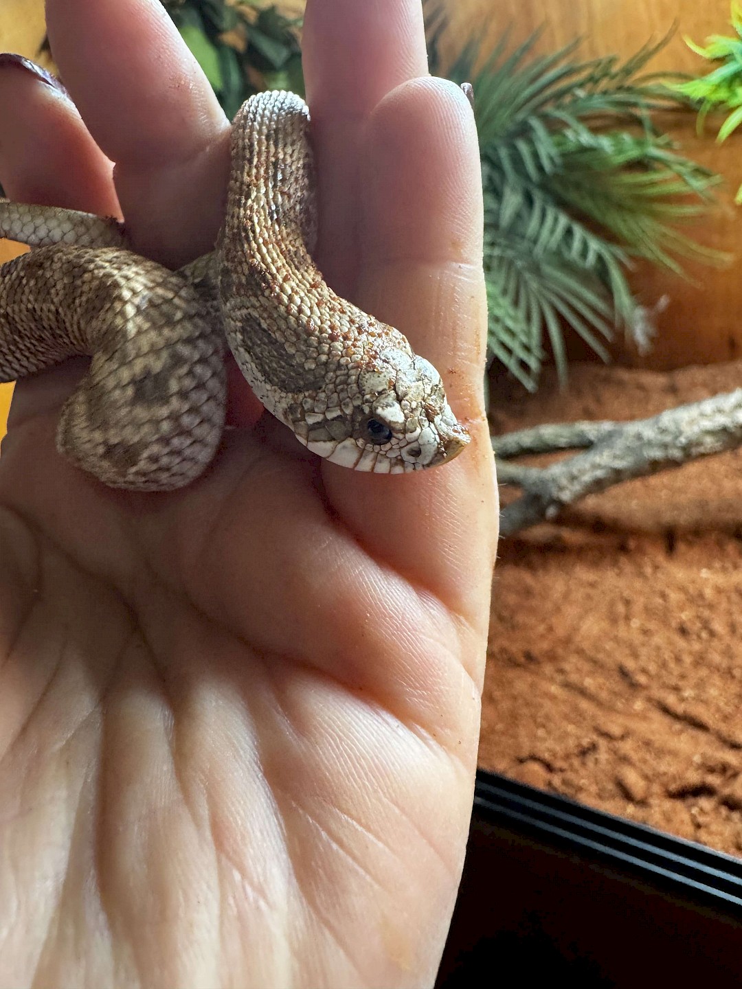Hognose Snake, animal party in norfolk